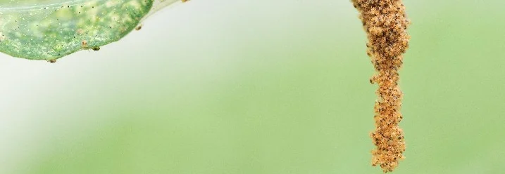 Spinnmilben auf einem Blatt